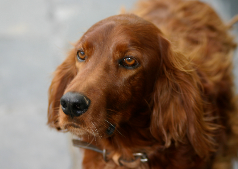 #51. Irish setter (tie)